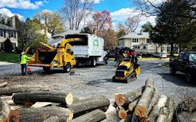 Best Hazardous Tree Removal  in Clovis, CA